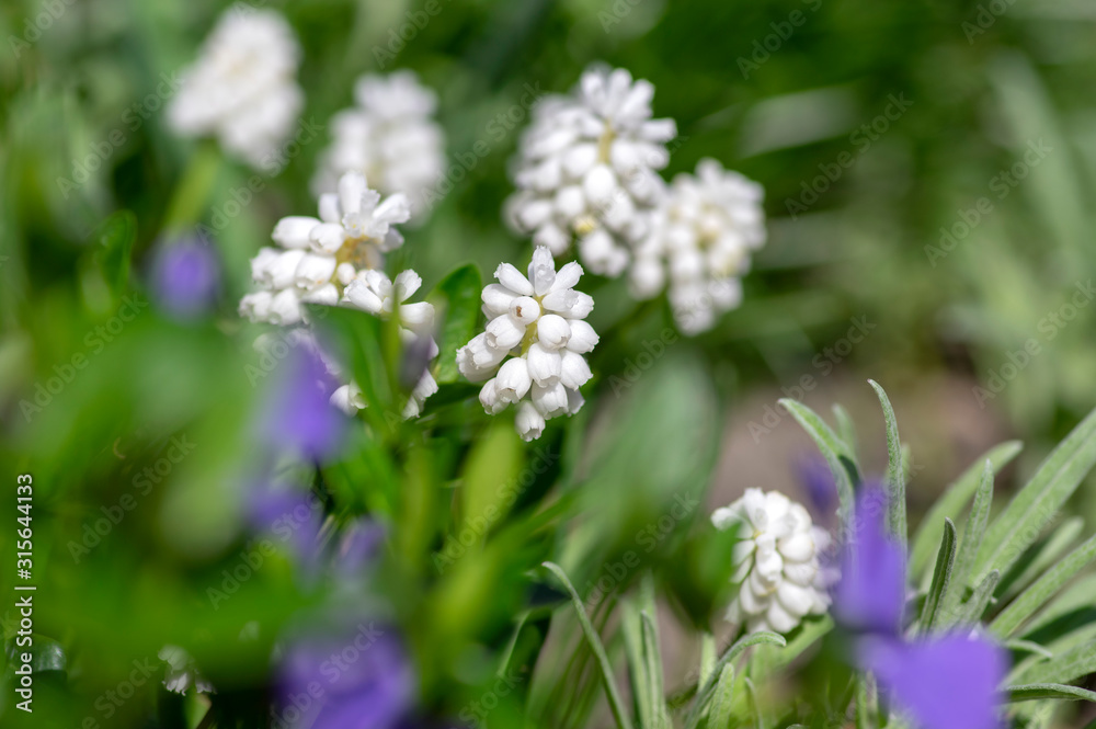 Muscari aucheri white flowering flowers, group of bulbous plants in bloom, green leaves Muscari aucheri white flowering flowers, group of bulbous plants in bloom, green leaves