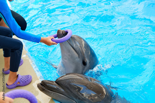 happy smiling bottlenose dolphin and child playing with colorful ring in blue water in sea. Dolphin Assisted Therapy