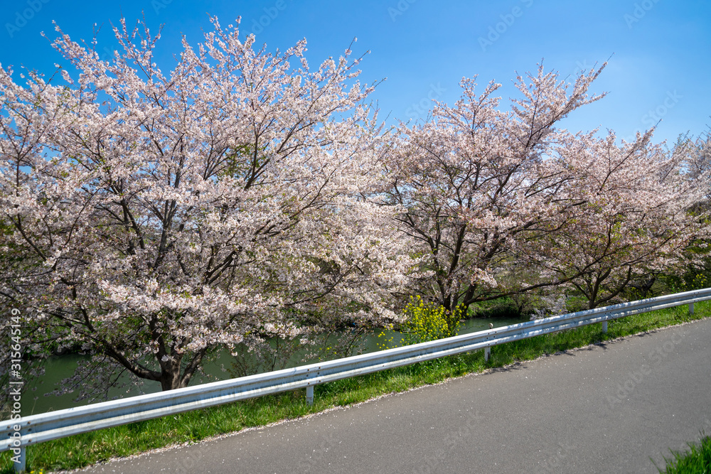 Fototapeta premium 満開の桜