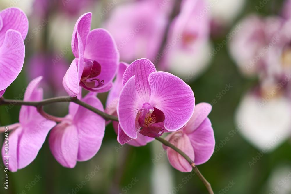 Pink flowers phalaenopsis orchid, living tropical plant. Orchid Phalaenopsis. Flowers in a botanical garden or flower shop. Pink flowers phalaenopsis orchid, living tropical plant. Orchid Phalaenopsis. Flowers in a botanical garden or flower shop.