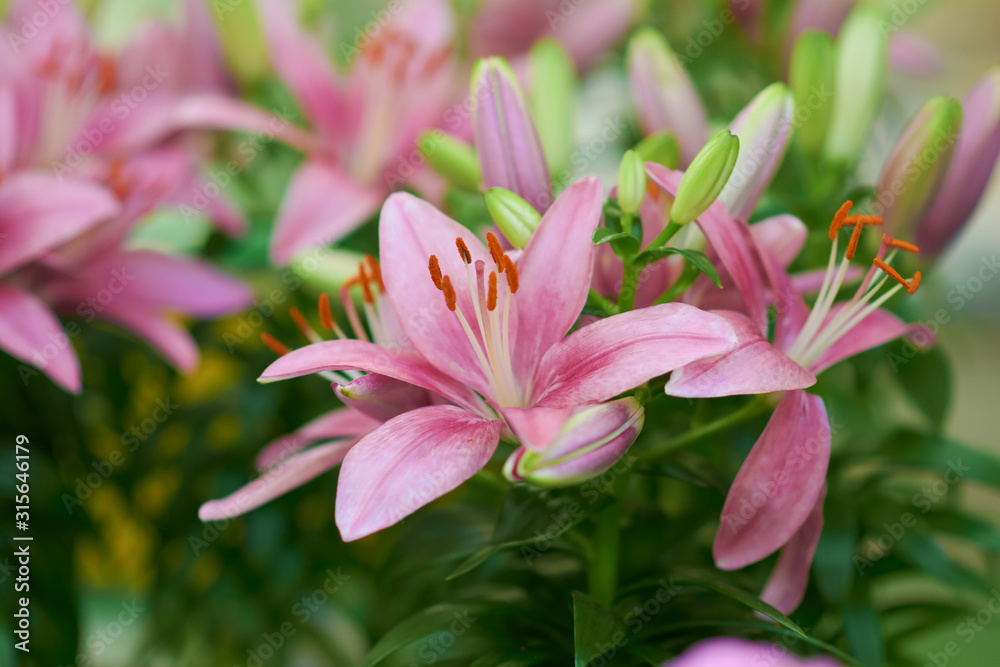 Beautiful pink flower of lily in the summer garden. Delicate rose lily buds. Flowers in a botanical garden or flower shop.
