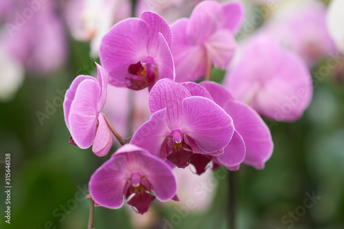 Pink flowers phalaenopsis orchid  living tropical plant. Orchid Phalaenopsis. Flowers in a botanical garden or flower shop.