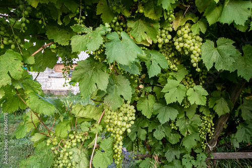 Foto Grapes on a background of green trees and a house