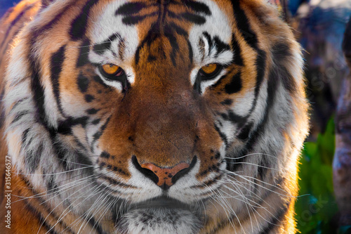 Portrait of a tiger in the wild