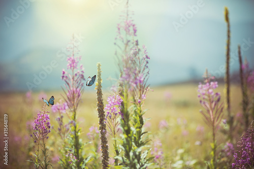 Wonderful purple wild flower on the meadow with a butterfly.