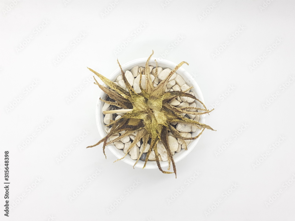 Obraz premium Brown Dried Died Succulents Cactus Plant in White Isolated Background with Clean Ceramic Pot with Stones Accessories in White Isolated Background