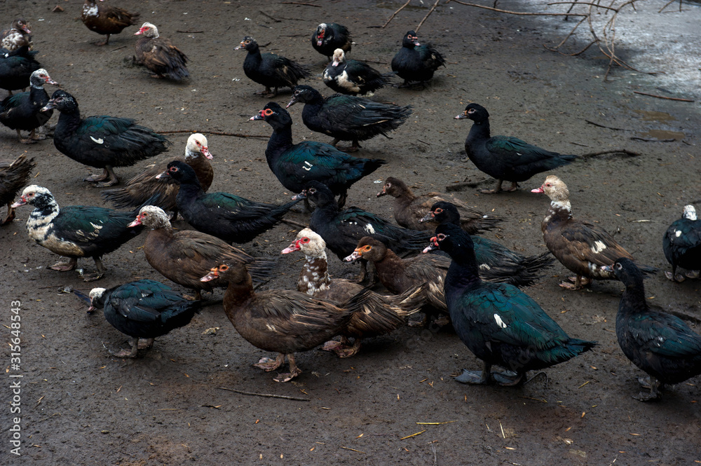 free grazing of poultry - ducks and geese of a farm in Ukraine free grazing of poultry - ducks and geese of a farm in Ukraine