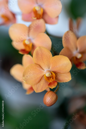 Flowers and bud  rare peach orange medium-sized orchid of genus Asconopsis Irene Dobkin on the blurred background. Selective focus. Home flowers photo