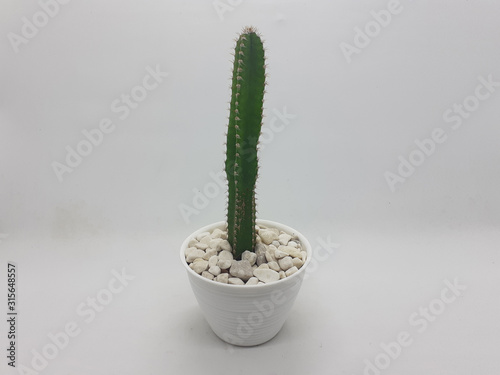 Beautiful Natural Green Succulents Cactus Plant in Clean Ceramic Pot with Stones Accessories in White Isolated Background