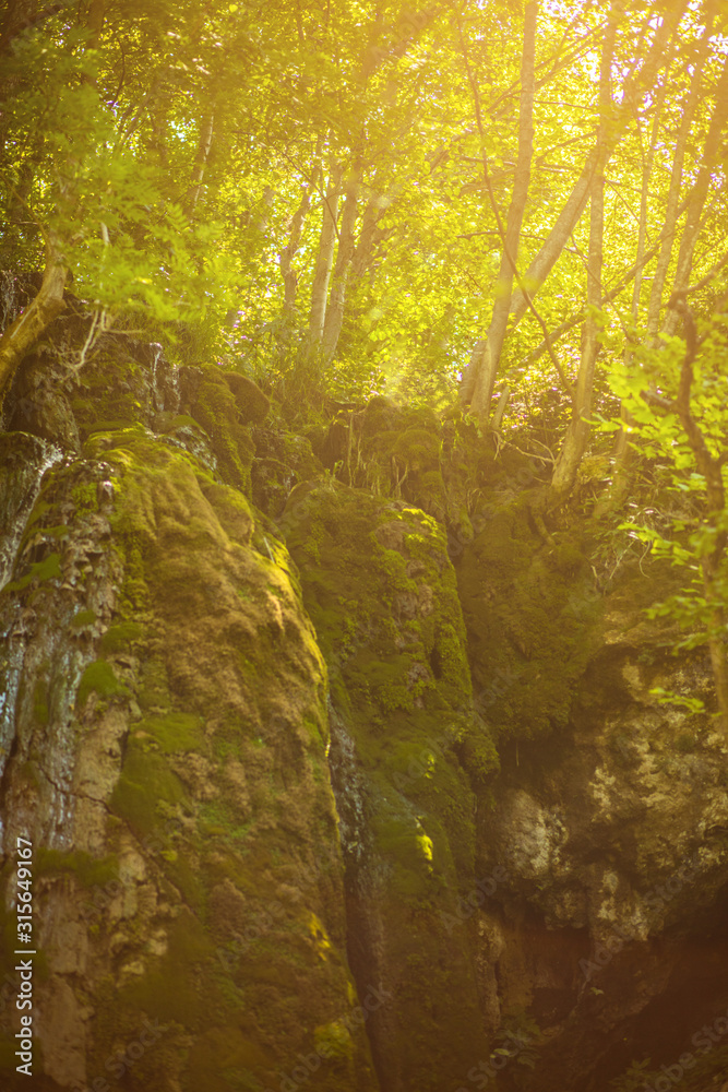 Wonderful wild nature in the forest. Wonderful wild nature in the forest.