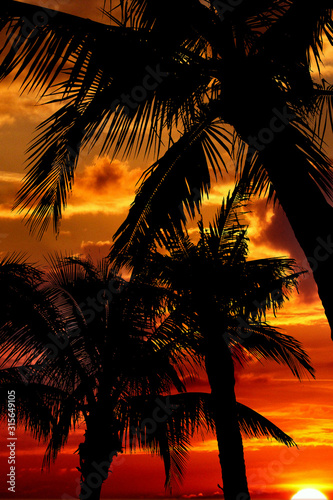 Black silhouettes of palm trees against a brilliant sunset