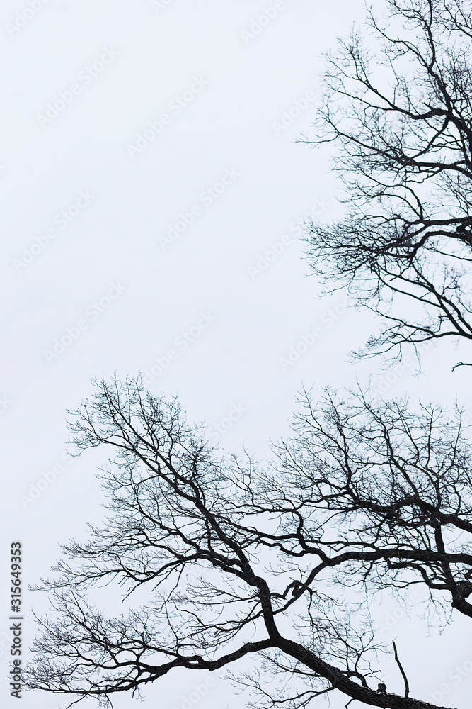 Obraz premium Naked branches of a tree against blue sky close up. Silhouette naked branches of a tree against blue sky close up. Natural color silhouette of a leafless tree against an overcast sky.