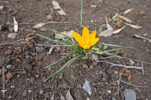 Golden yellow single flower of crocus in March