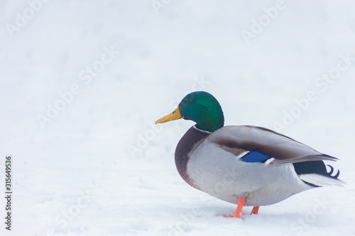 Duck sits in the snow. Mallard, lat. Anas platyrhynchos.
