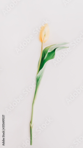 Yellow tulip on white background. Top view feminine flatlay. Concept of holiday, birthday, Easter, International Womens Day. 
