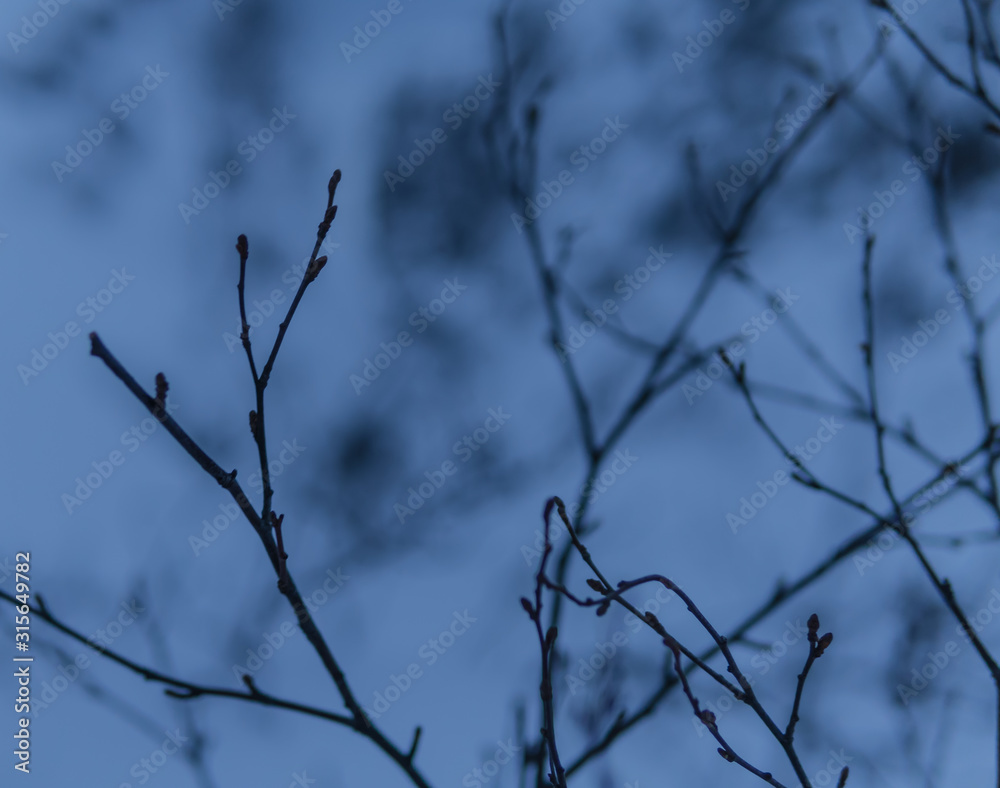 branches of a tree branches of a tree