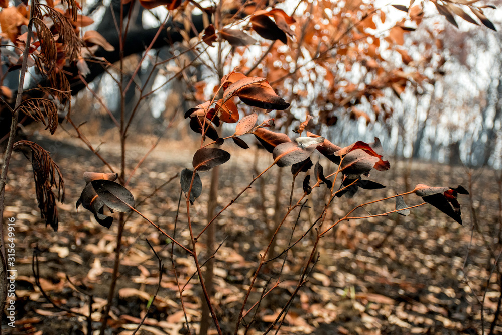 Australian bushfires aftermath: green leaves are burnt or changed color to brown orange