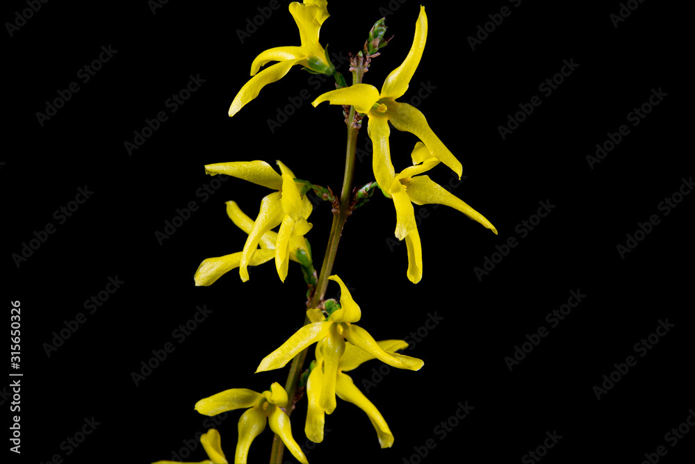 Forsythia Yellow Flowers Blooming In Early Spring Weeping Forsythia Forsythia Suspensa Spring Mood With Gold Blossoms On Black Background Stock Photo Adobe Stock