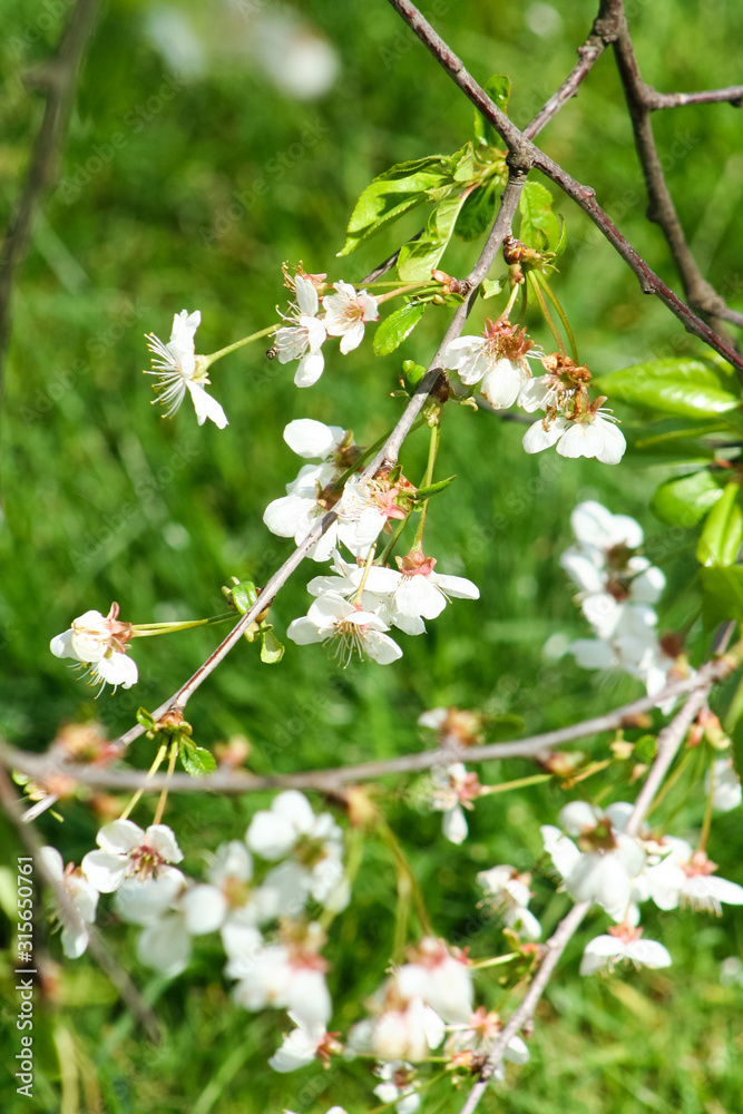 Fototapeta premium White cherry blossoms, Prunus cerasus, in spring