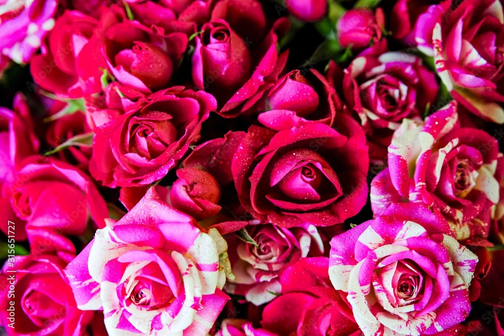 Fototapeta premium Pink roses on pink background