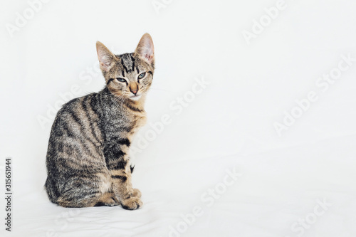 Beautiful young European Shorthair cat sitting on white background.