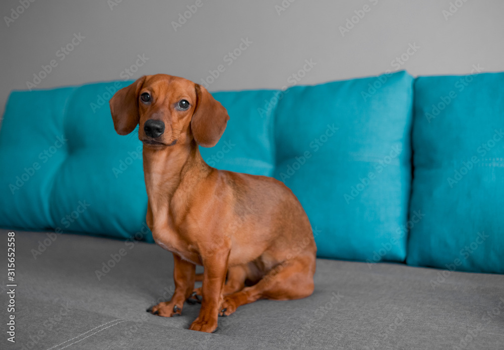 Close up of dachshund puppy, dog sits on the sofa, smart looking puppy.