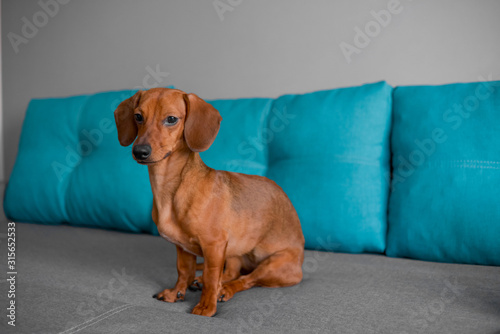 Close up of dachshund puppy, dog sits on the sofa, smart looking puppy..