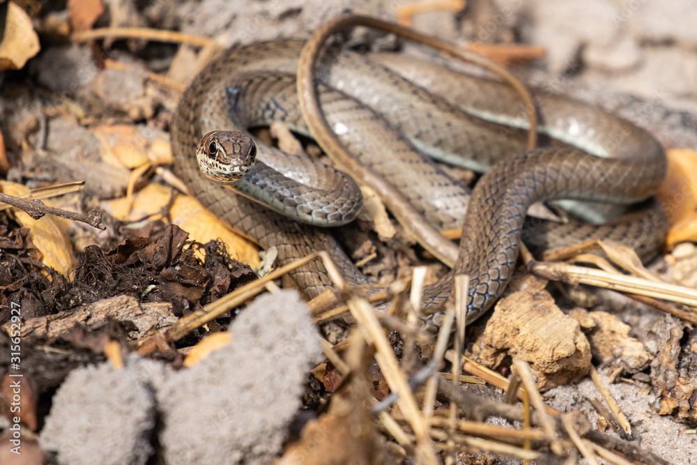 Fototapeta premium Stripe-bellied Sand Snake, Gelbbauch-Sandrennnatter, Psammophis subtaeniatus