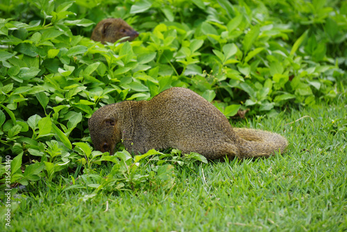 Mongoose small predator in tropical areas © Iva