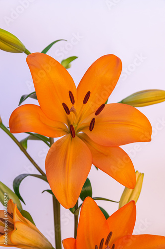 Orange lily flower blooming  with white background