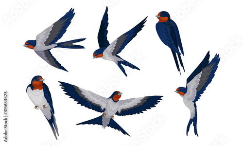Barn Swallow with Long Tail and Sharp Wings Vector Set