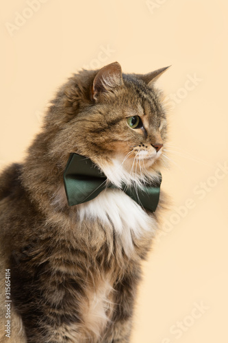 beautiful cat with bow-tie on neck, elegant pet portrait on color studio background