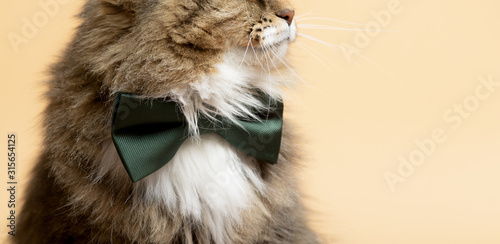 beautiful cat with bow-tie on neck, elegant pet portrait on color studio background