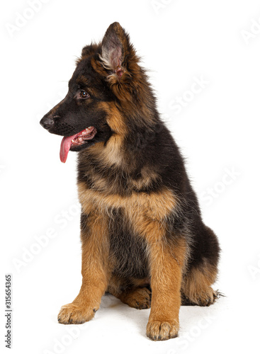 Fototapeta Naklejka Na Ścianę i Meble -  German shepherd puppy isolated on white background