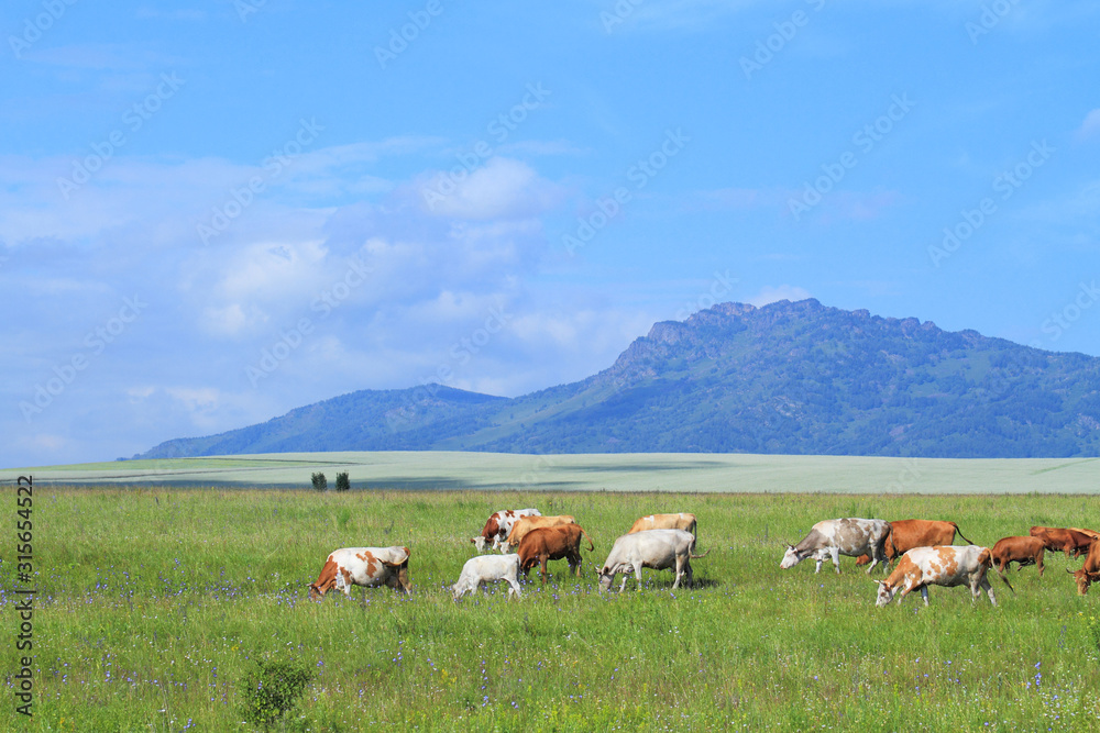 Livestock on pasture near the Northern point of the Seminsky ridge of Altai Babyrgan peak Livestock on pasture near the Northern point of the Seminsky ridge of Altai Babyrgan peak