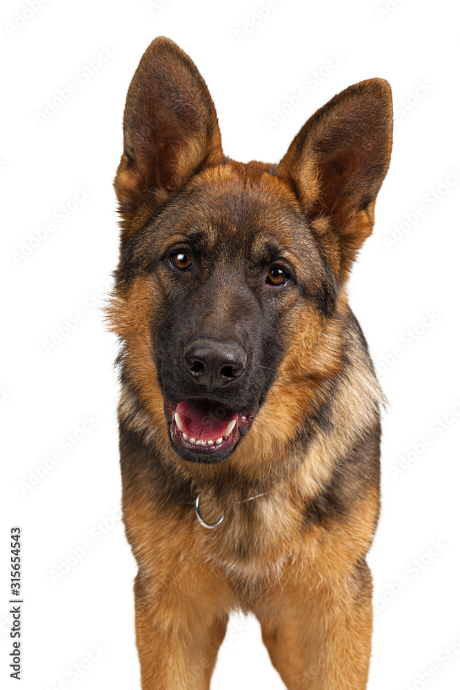 Portrait of a german shepherd dog isolated on white background