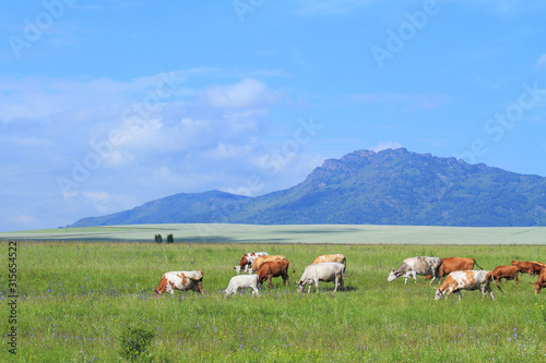 Livestock on pasture near the Northern point of the Seminsky ridge of Altai Babyrgan peak