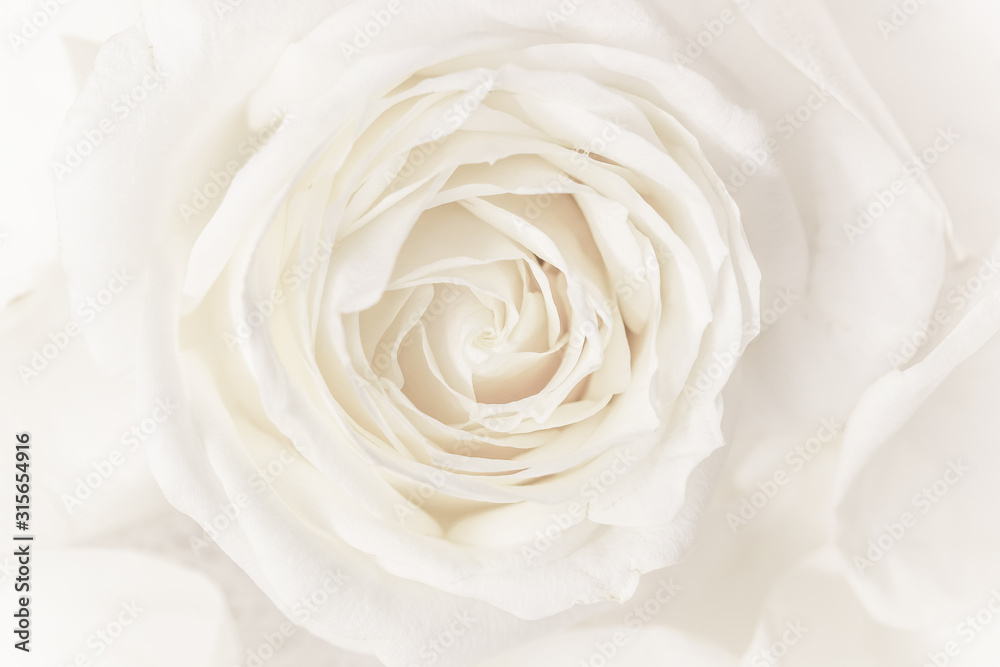 Soft focus, abstract floral background, white rose flower. Macro flowers backdrop for holiday brand design Soft focus, abstract floral background, white rose flower. Macro flowers backdrop for holiday brand design