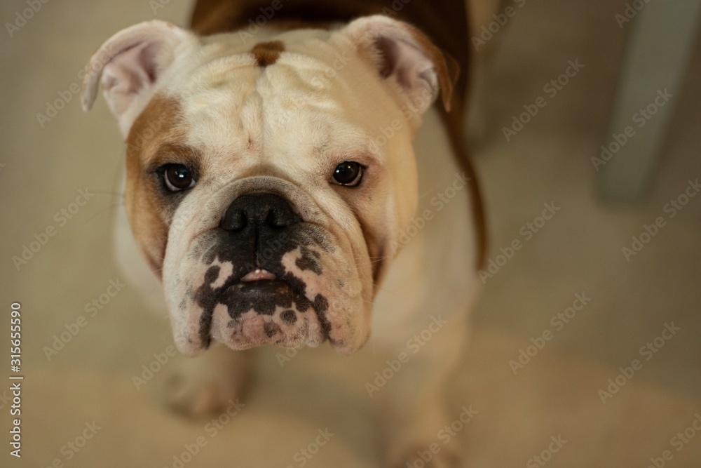 portrait of british bulldog