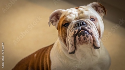 side portrait of brown and white british bulldog