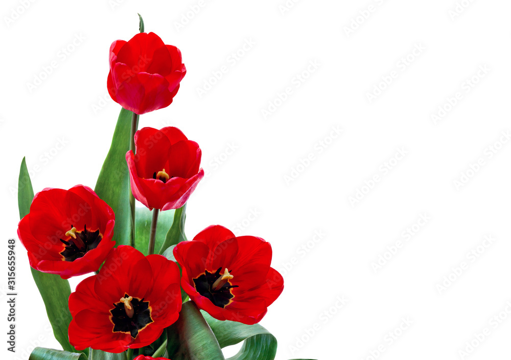 Beautiful red tulips on white background with space for text Beautiful red tulips on white background with space for text
