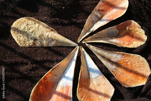 Pinna nobilis, noble pen shells dry sceleton on brown, black background, textured , macro photography photo