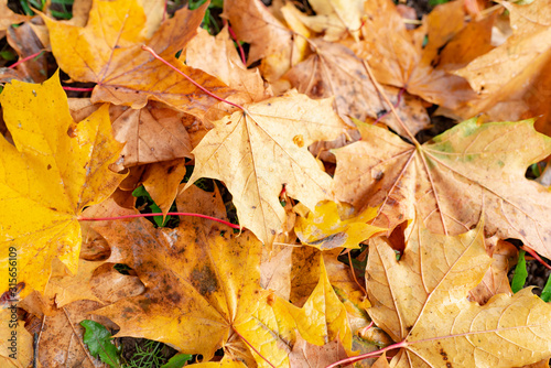 Maple leaves background.Autumn leafs on the ground.