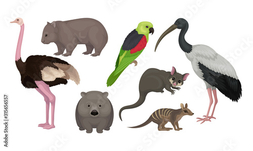 Wild Australian Animals and Birds Isolated on White Background Vector Set
