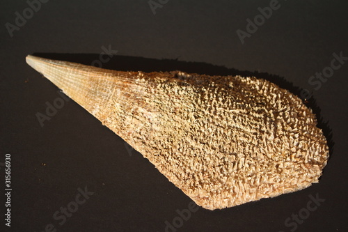 pinna nobilis, noble pen shells dry sceleton on black background photo