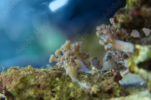 corals are very close photo