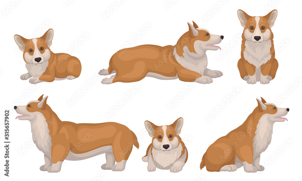 Welsh Corgi Dog in Different Poses Vector Set. Puppy with Short Legs and Red Coat