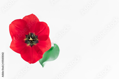 Flowers composition minimal. One red tulip on white background. Flat lay, top view, copy space