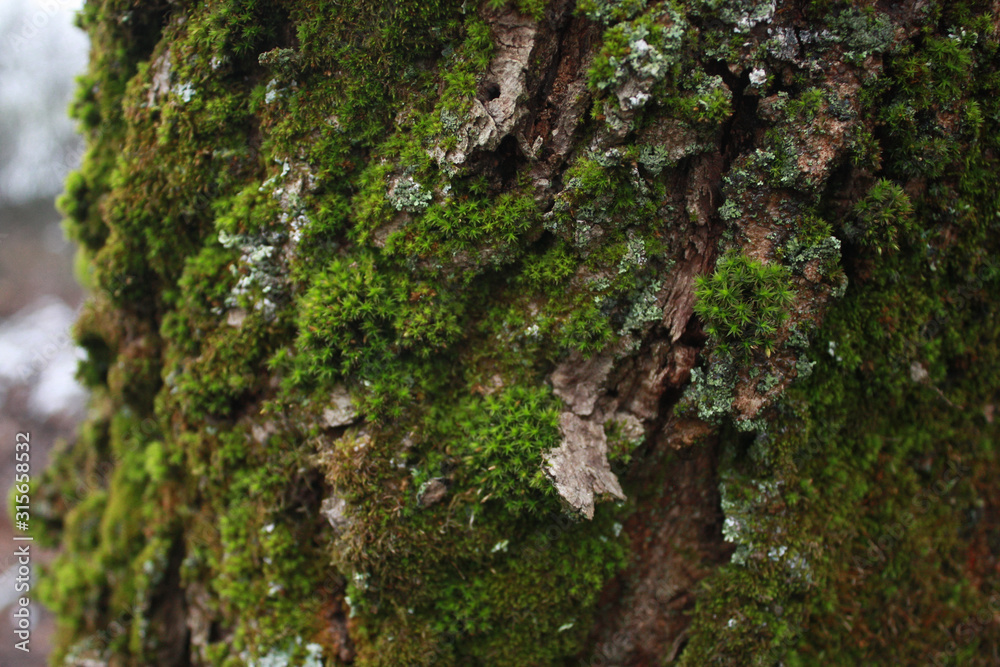 Tree trunk overgrown with green moss and lichen in the forest. Tree trunk overgrown with green moss and lichen in the forest.