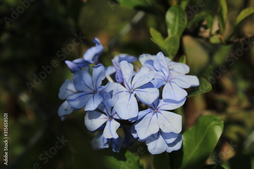  hermosa flor silvestre  para cualquier decoración 